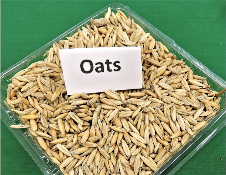 Picture Of Oats Grain Cereal