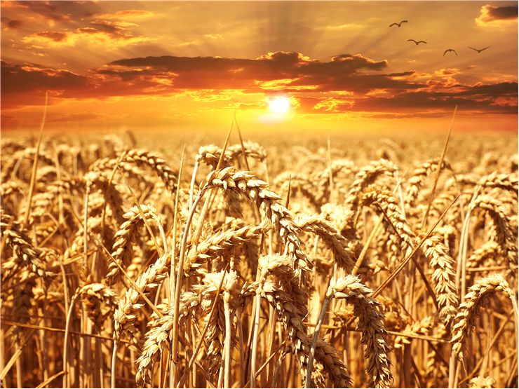 Picture Of Wheat Cereals Grain Field