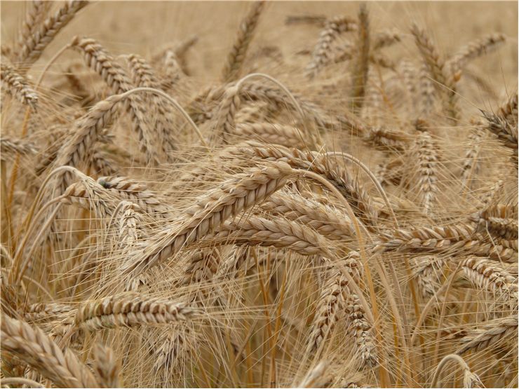 Picture Of Wheat Field Cereals